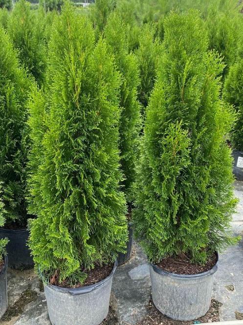 Thuja occidentalis 'Smaragd', Arborvitae 'Emerald Green', False White Cedar