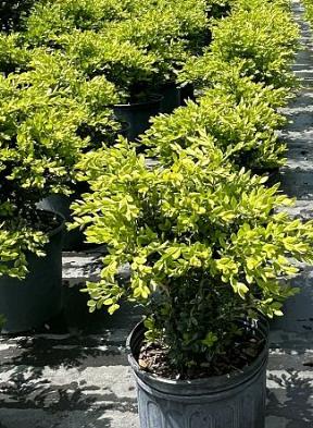 Buxus microphylla 'Green Velvet' Littleleaf Boxwood