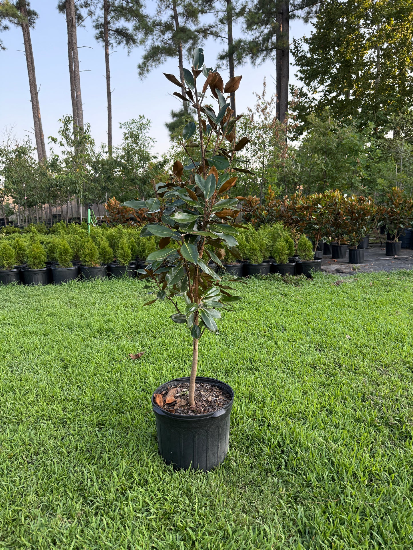 Little Gem®, Southern Magnolia Magnolia grandiflora Little Gem' Southern Magnolia