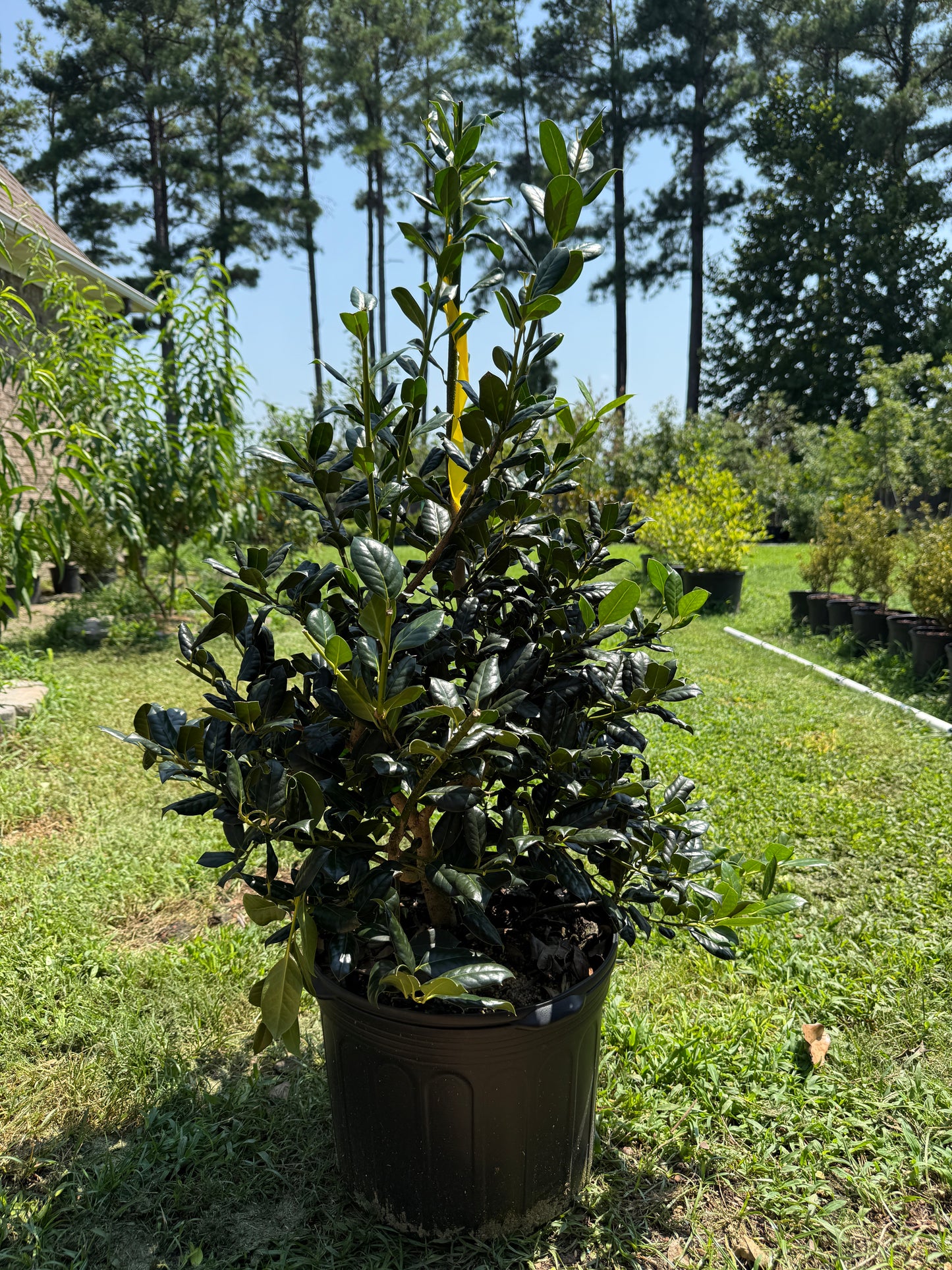 Ilex 'Nellie R. Stevens' Holly