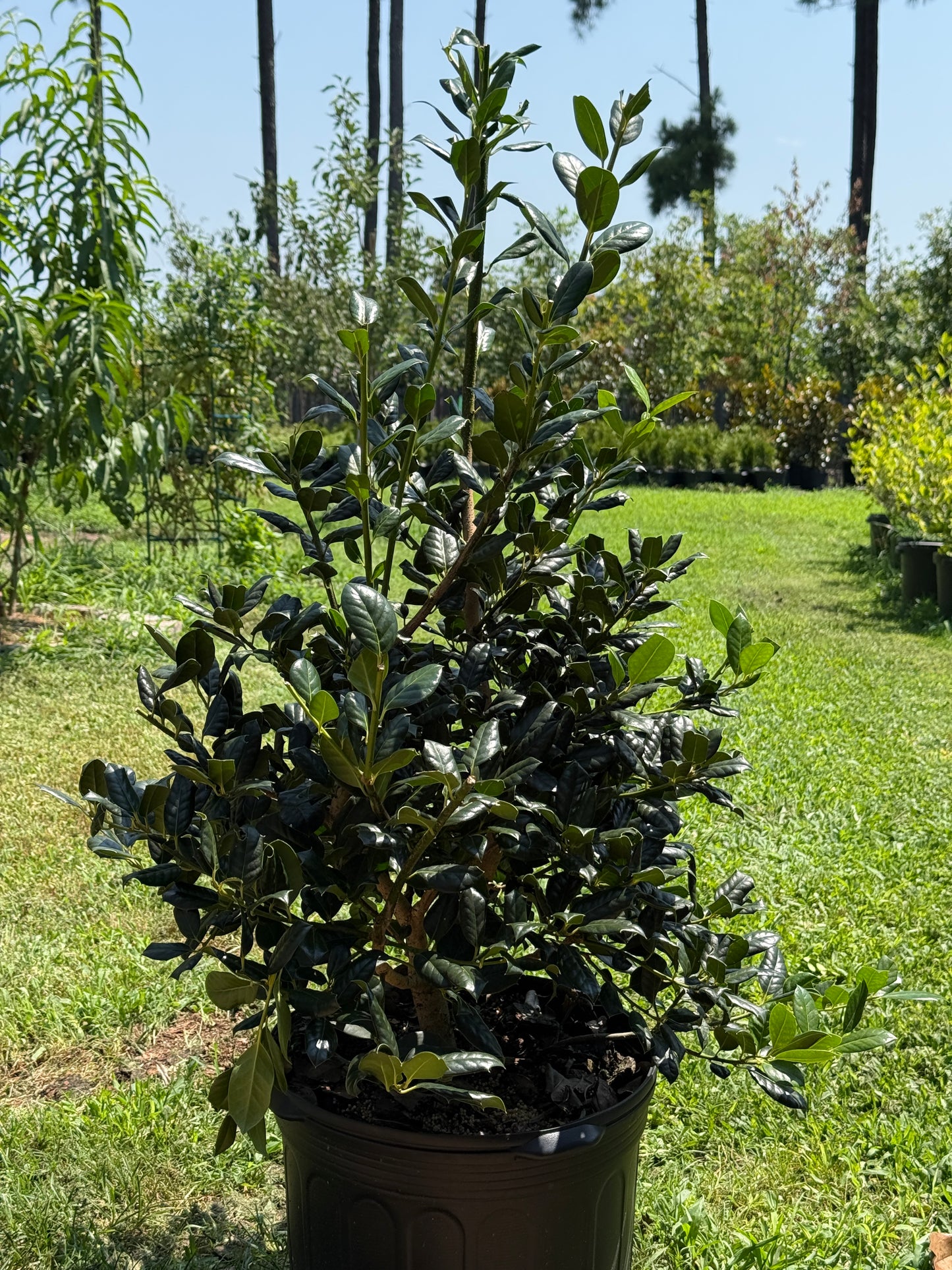 Ilex 'Nellie R. Stevens' Holly