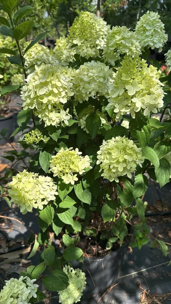 Limelight Hydrangea Proven Winners