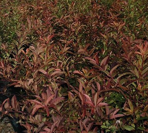 Itea virginica 'Henry's Garnet' Virginia sweetspire