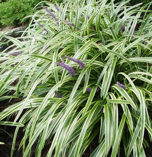 Liriope muscari 'Variegata' Lilyturf