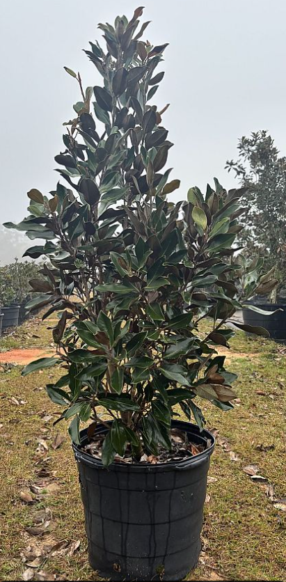 Little Gem®, Southern Magnolia Magnolia grandiflora Little Gem' Southern Magnolia