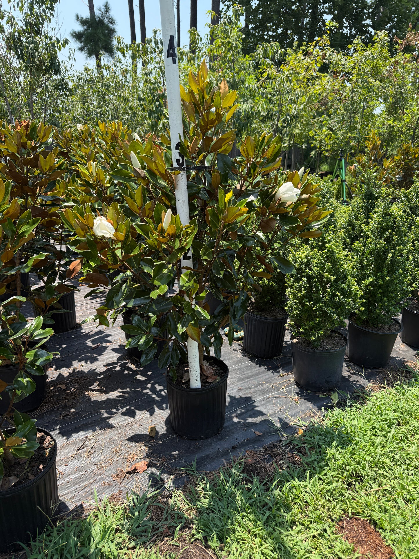 Little Gem®, Southern Magnolia Magnolia grandiflora Little Gem' Southern Magnolia