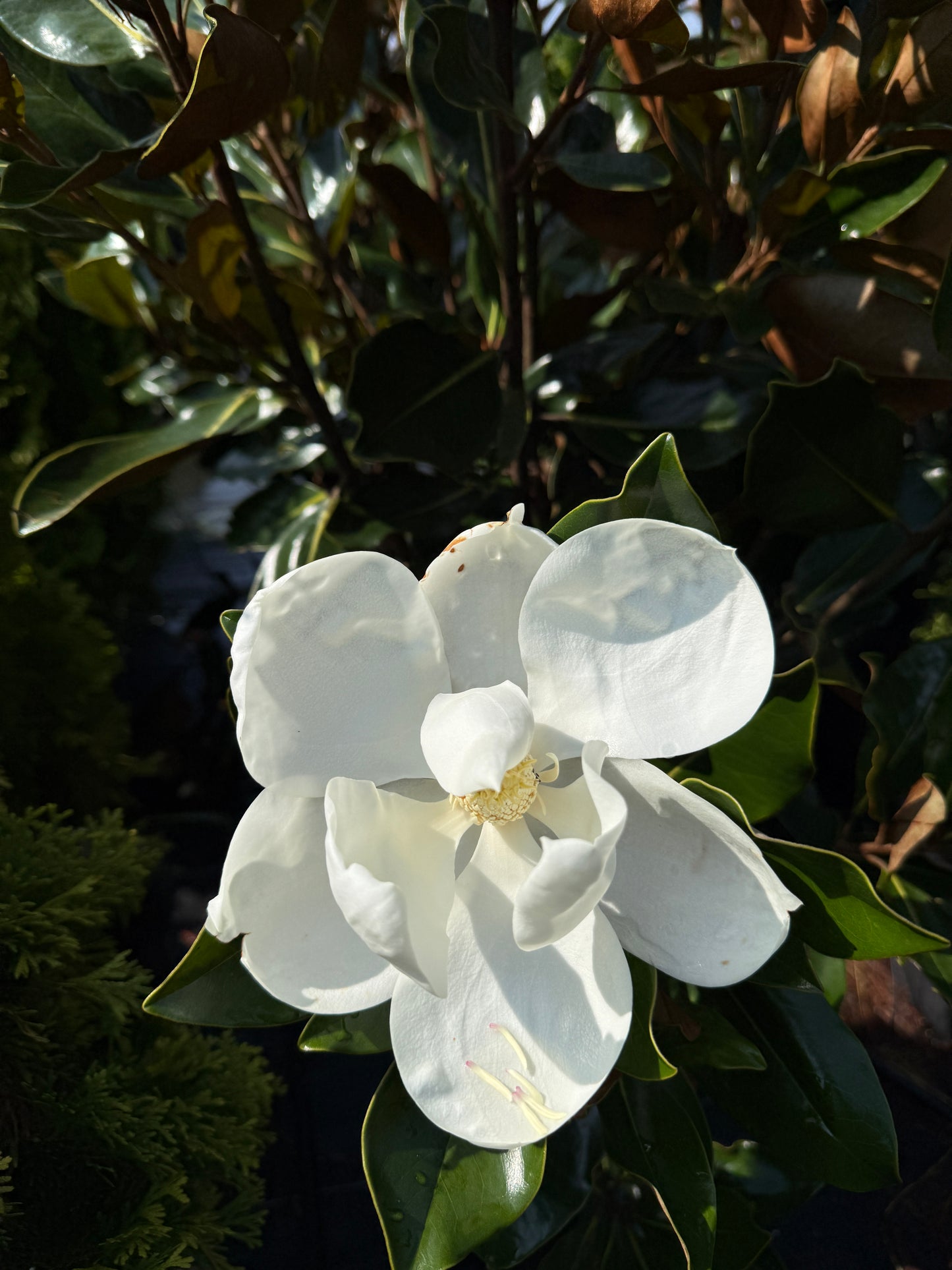 Little Gem®, Southern Magnolia Magnolia grandiflora Little Gem' Southern Magnolia