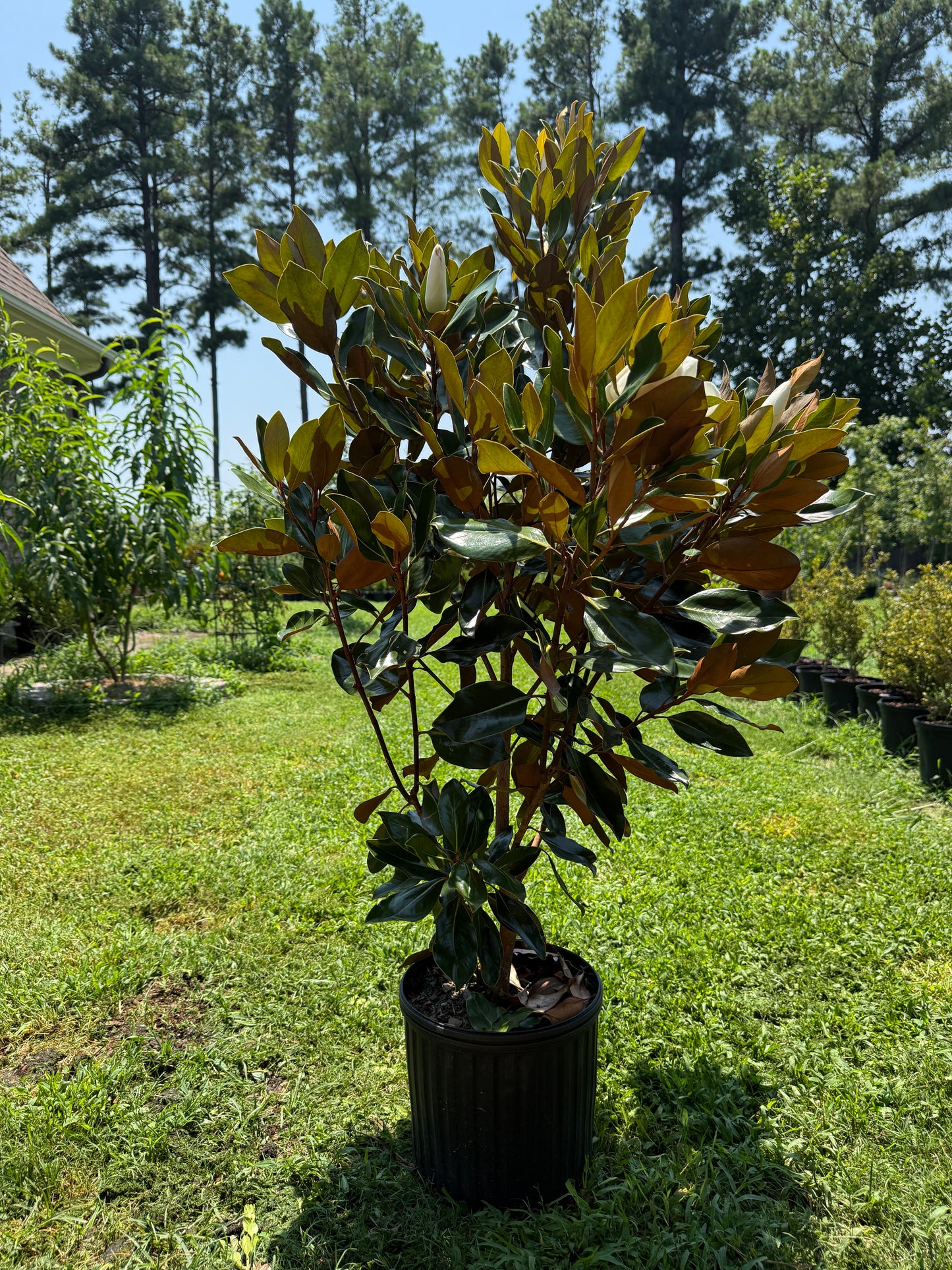 Little Gem®, Southern Magnolia Magnolia grandiflora Little Gem' Southern Magnolia
