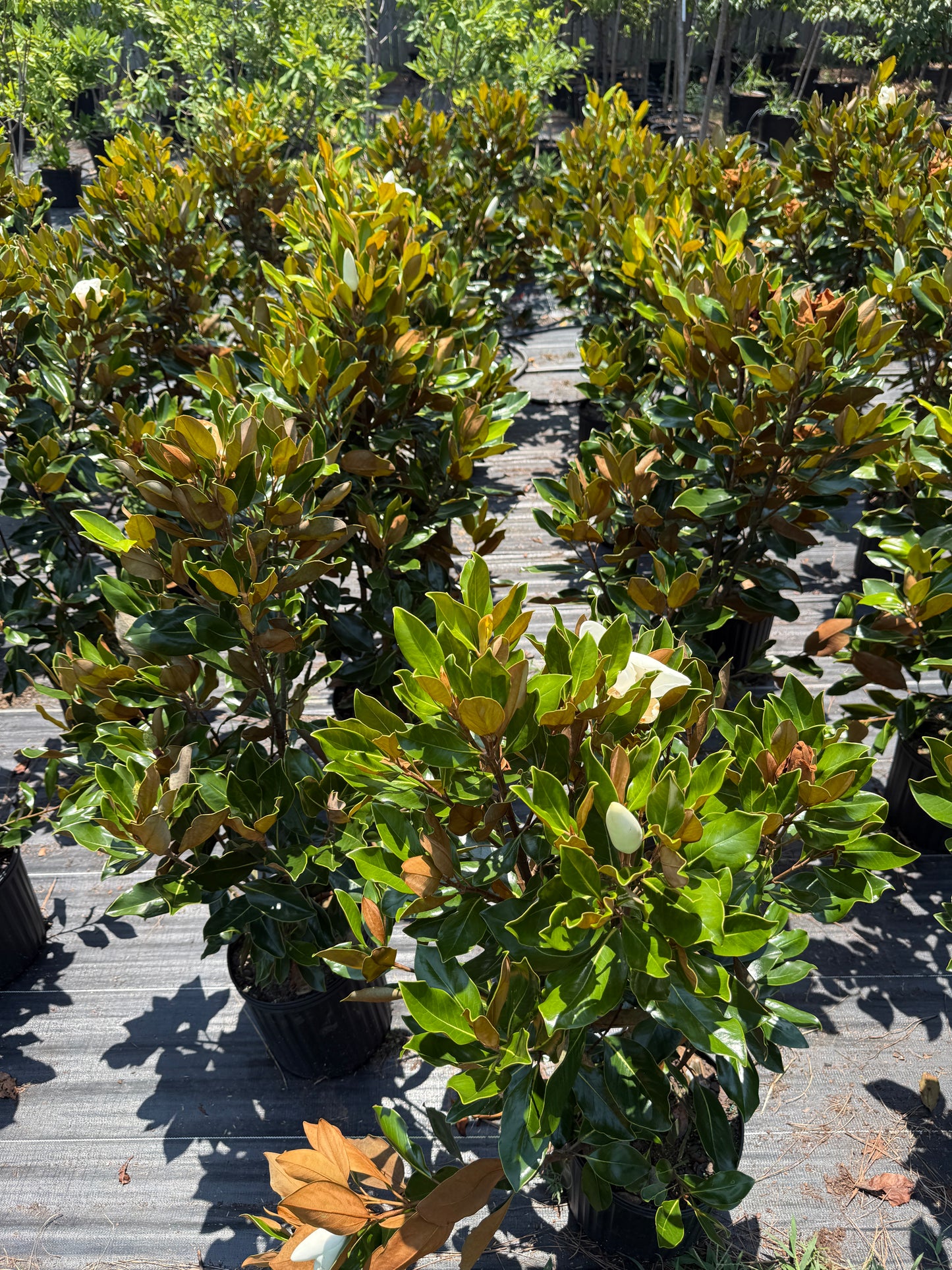 Little Gem®, Southern Magnolia Magnolia grandiflora Little Gem' Southern Magnolia