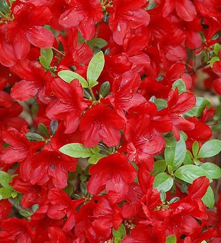 Rhododendron 'Midnight Flare' Harris Azalea