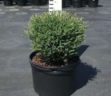 Mr. Bowling Ball Arborvitae 'Bobozam', False White Cedar Thuja occidentalis
