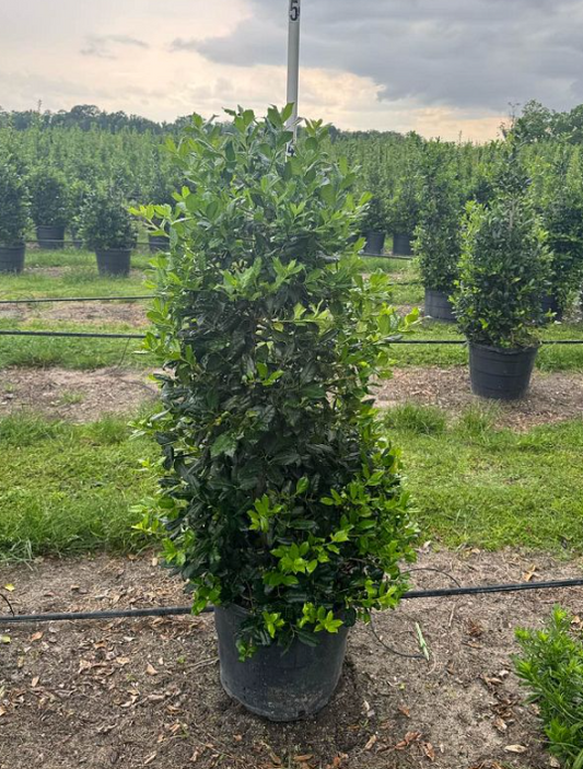 Ilex 'Nellie R. Stevens' Holly