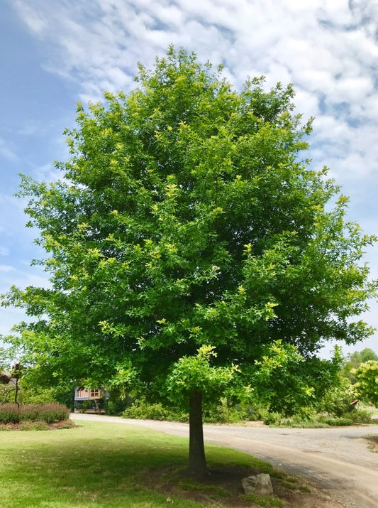 Nuttall Oak Tree 'Quercus texana , Quercus nuttallii'