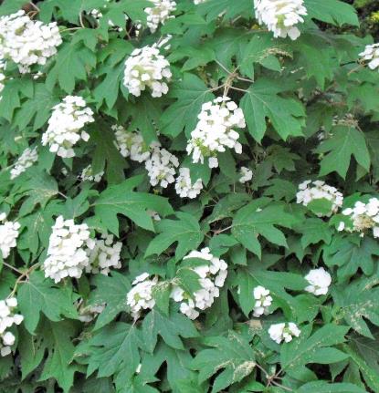 Hydrangea quercifolia Oakleaf Hydrangea