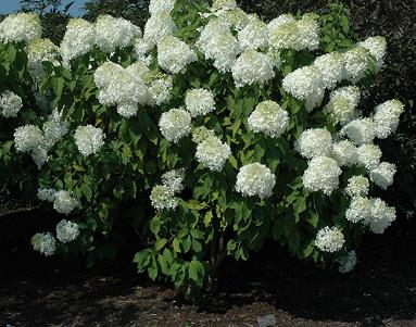 Hydrangea paniculata 'Phantom' Panicle hydrangea 'Royal Star'