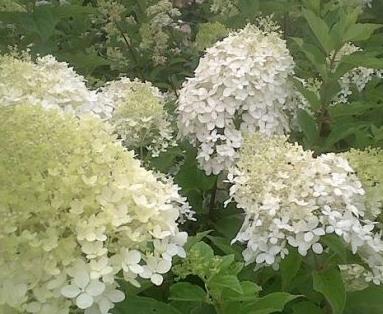 Hydrangea paniculata 'Phantom' Panicle hydrangea 'Royal Star'