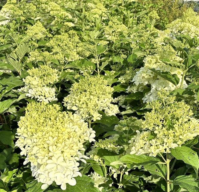 Hydrangea paniculata 'Phantom' Panicle hydrangea 'Royal Star'