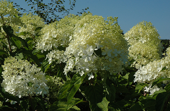 Hydrangea paniculata 'Phantom' Panicle hydrangea 'Royal Star'