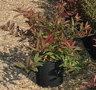 Itea virginica 'Henry's Garnet' Virginia sweetspire