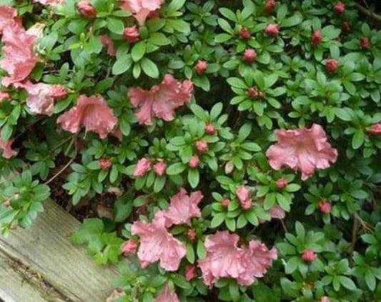 Rhododendron 'Gumpo Pink' Azalea