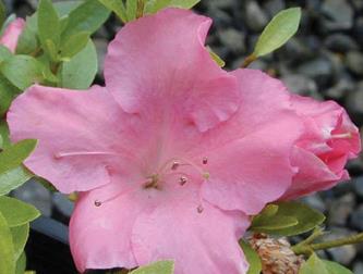 Rhododendron 'Gumpo Pink' Azalea