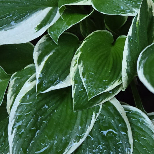 Siebold's plantain lily Also know as (Hosta sieboldii Hosta albomarginata)