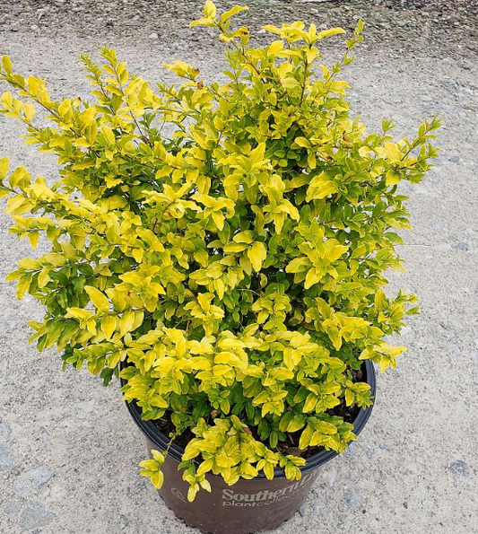 Ligustrum sinense 'Sunshine' 'Sunshine' Ligustrum