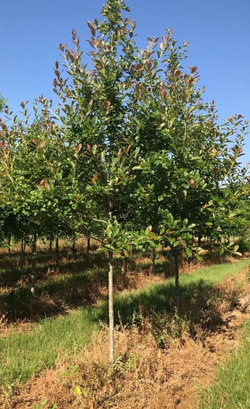 Wildfire Black Gum Nyssa sylvatica