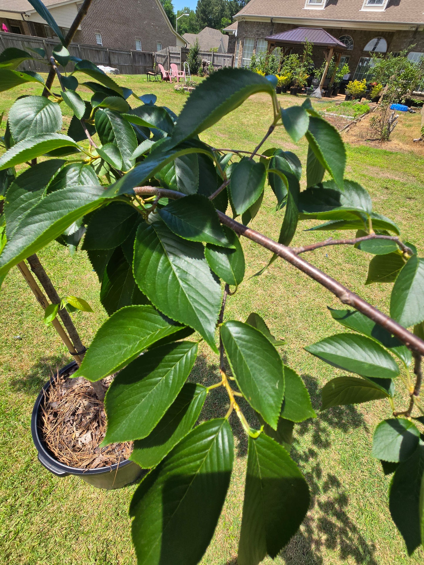 Yoshino Cherry (Prunus yedoensis)